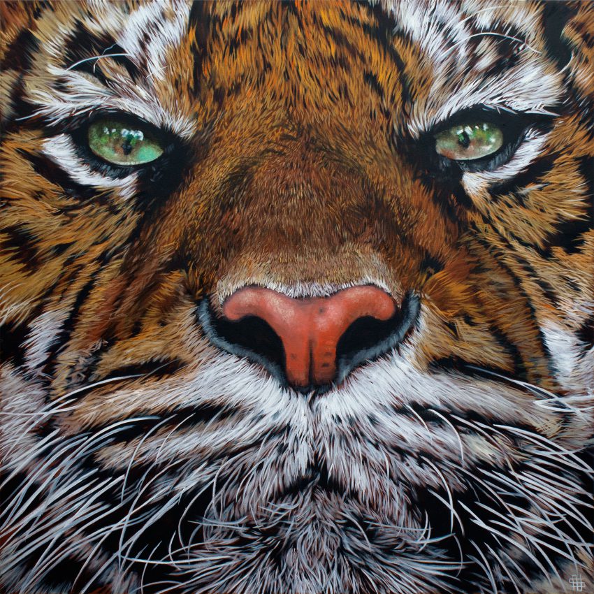Sumatran Tiger