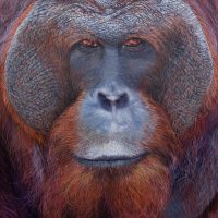 Orangutan (adult male)