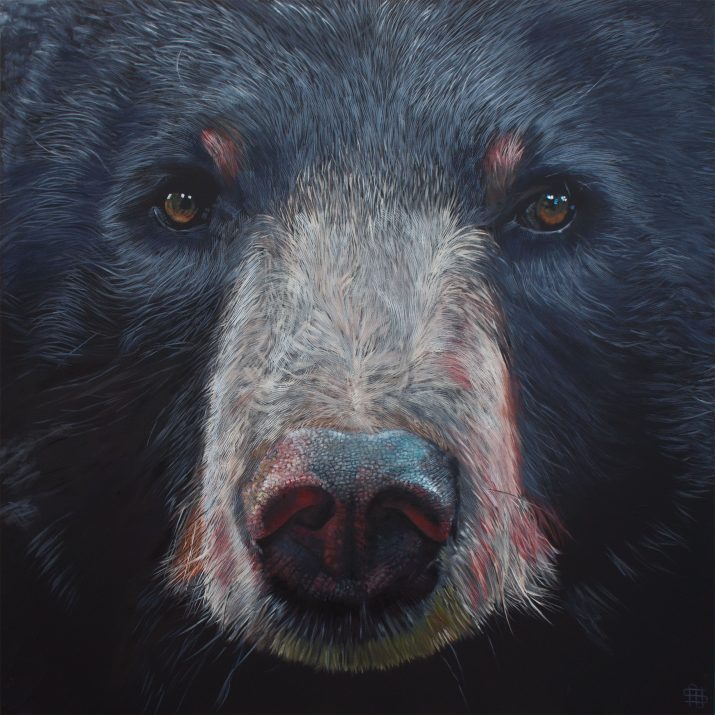 Moon Bear (Asiatic Black Bear)