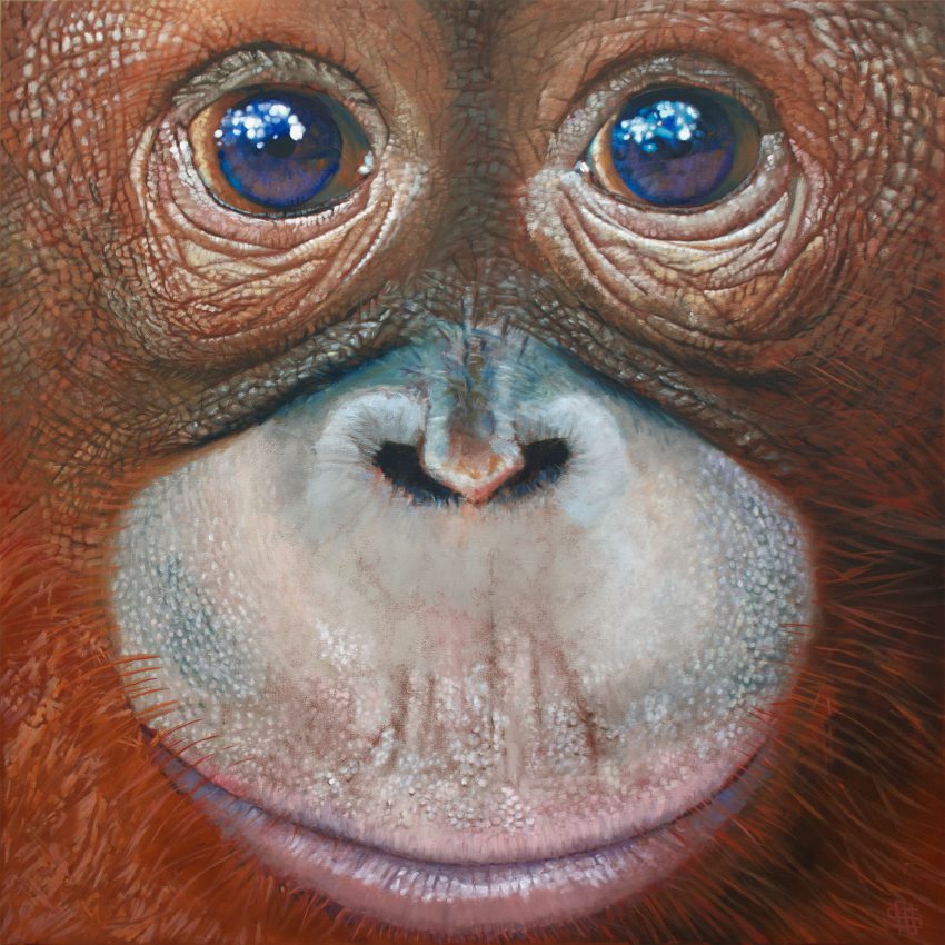 Orangutan (infant)