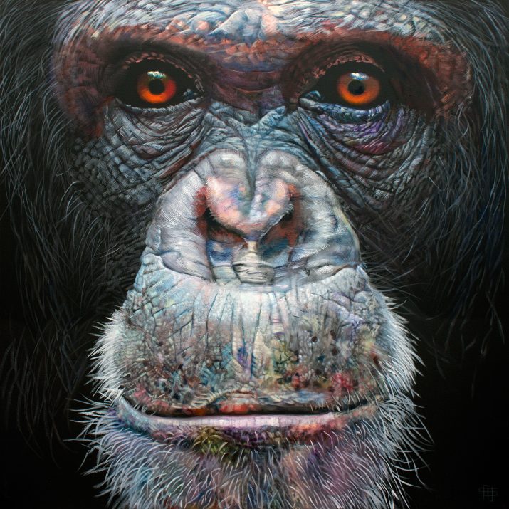 Chimpanzee