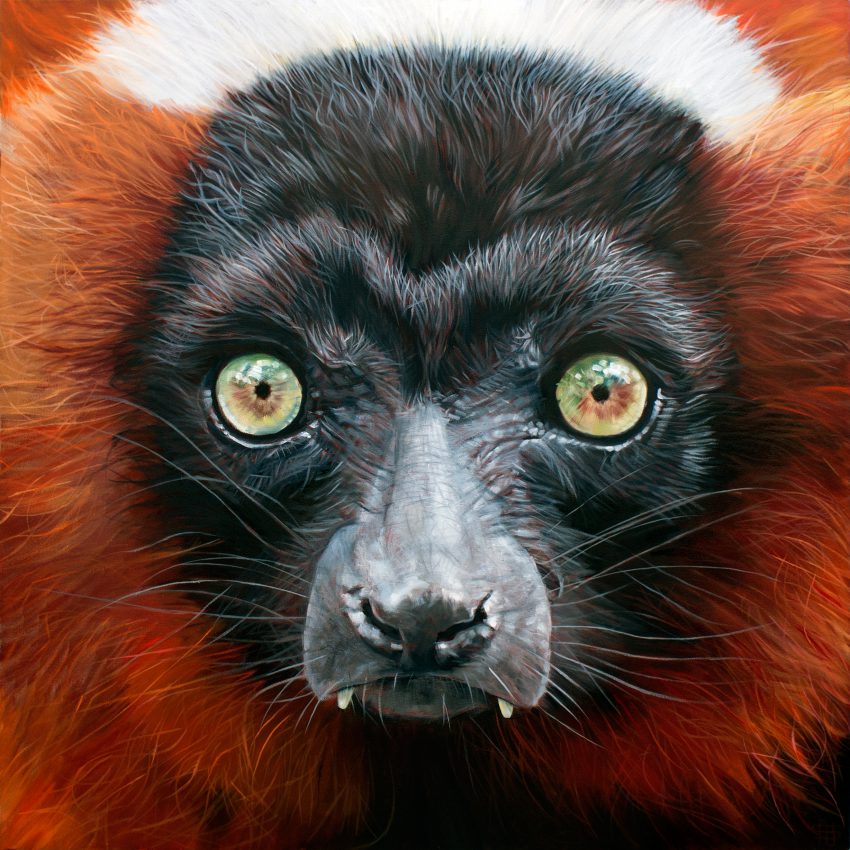 Red Ruffed Lemur