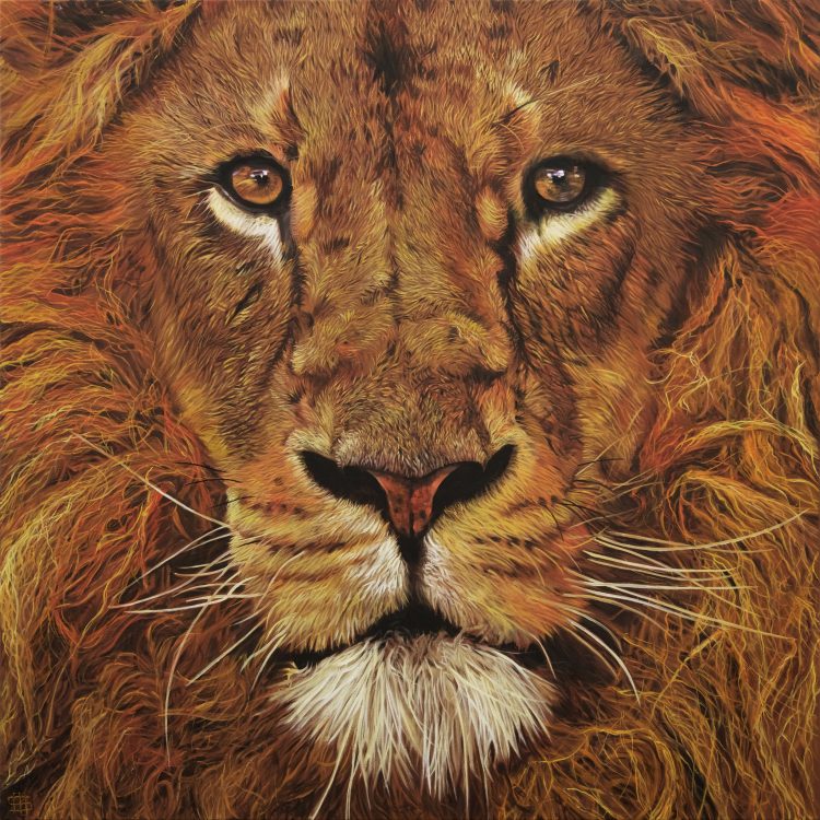 African Lion