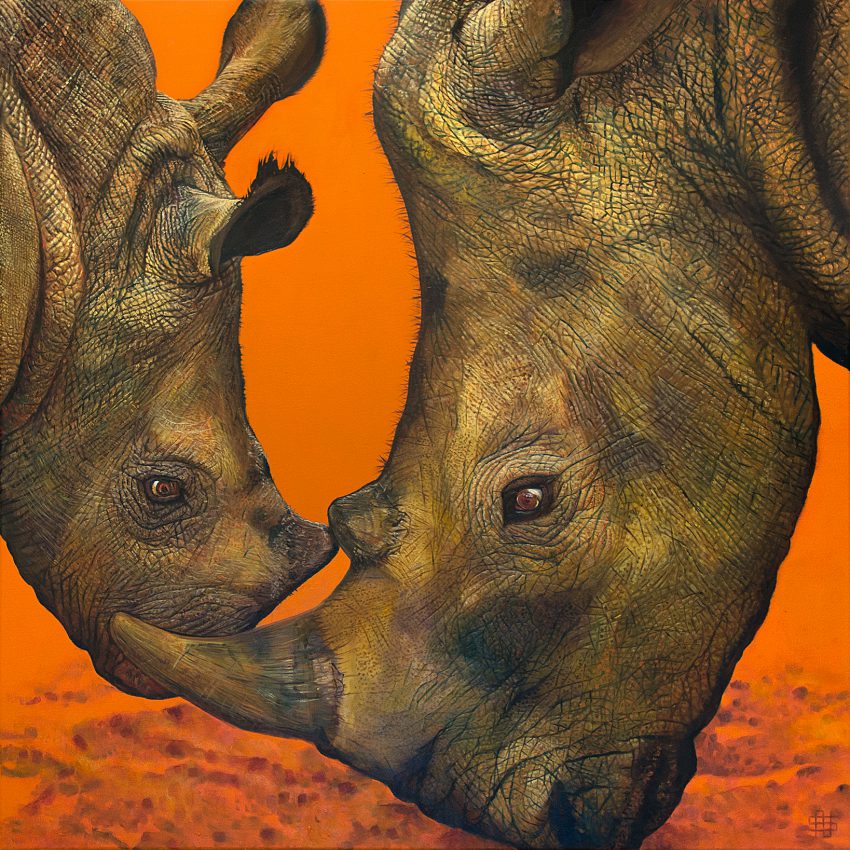 Rhinos