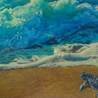 On the edge (Kemp's ridley sea turtle hatchling)