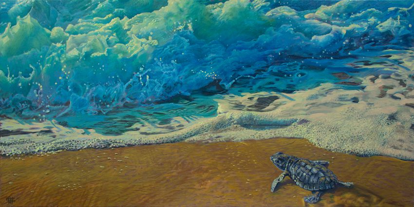 On the edge (Kemp's ridley sea turtle hatchling)