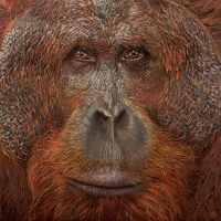 Adult male Orangutan
