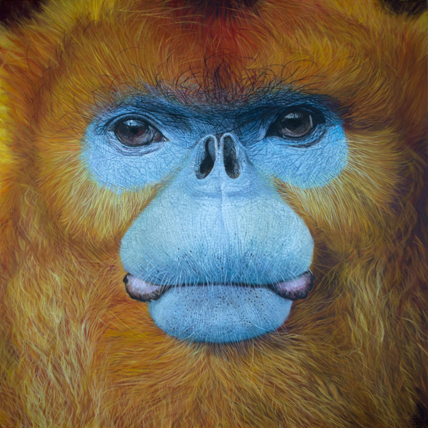 Monkey golden snub-nosed Male golden